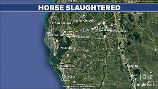 Suspects wanted after stealing horse, killing it for meat: Sheriff