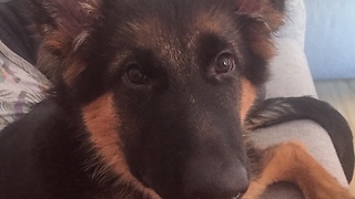 Puppy makes it clear he wants owner to play with him