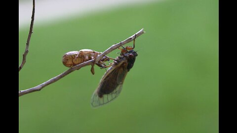 Prophetic Cicadas 17 Year Rise, Q in Bitter Lake, Overturning of 2020 Election Begins in Arizona