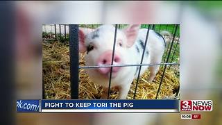 Papillion councilman may propose pig ordinance