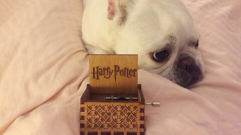 Magical Lullabies: A Dog's Dream to the Harry Potter Orgel Music Box"