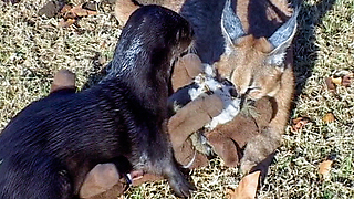 Two unusal animal companions, a caracal cat and otter.