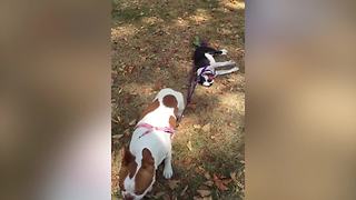 Dog Drags His Lazy Canine Friend By Leash