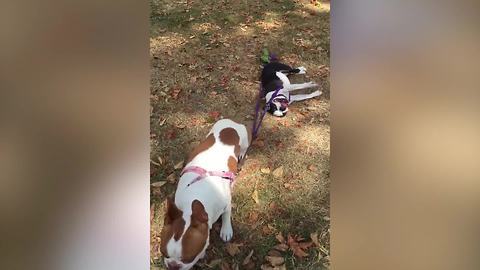 Dog Drags His Lazy Canine Friend By Leash