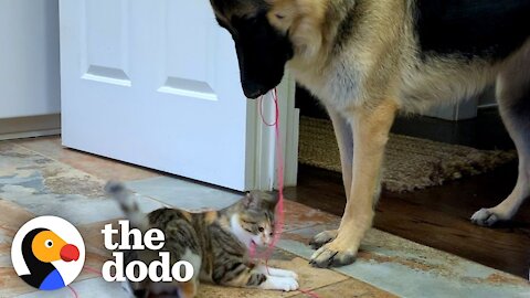 German Shepherd Carries Cat Toy Around The House For The New Kitten