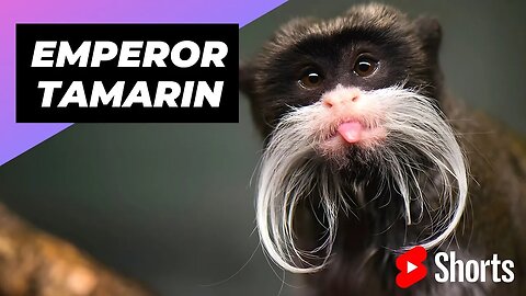 Emperor Tamarin 🐒 One Unique Animal You Won't Believe Exists #shorts