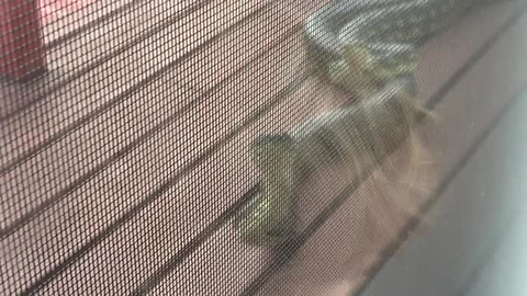 Two Carpet Pythons Measure Their Strength On A Balcony In Australia