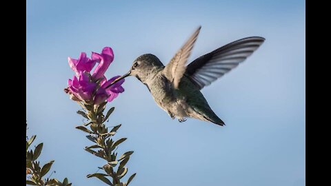 Amazing birds moment 🦜🐥