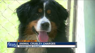 Sheboygan County dog abuse suspects face a combined 113 charges