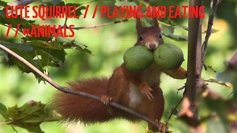 CUTE SQUIRREL / / PLAYING AND EATING / / #Animals