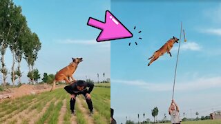 Belgian Malinois Dog The Best Malinois dog jumping and climbing wall