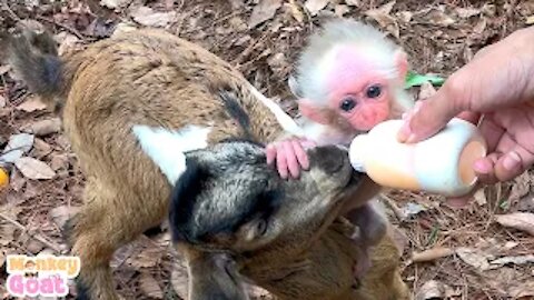 Baby monkey scrambled for milk with goat