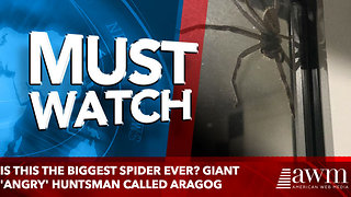 Is this the biggest spider EVER? Giant 'angry' huntsman called Aragog