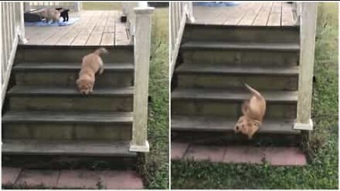 La caduta più goffa di un cucciolo di labrador