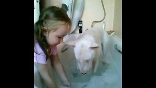 Cute bull terrier loves bath time! || Viral Video UK