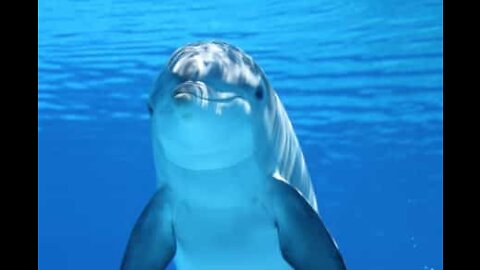 Golfinhos: os mamíferos mais sociáveis dos oceanos
