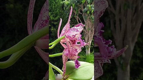 🌸Orchid 🌸Eye 🍬👀Candy 🍬👀 Magnifique! #musthaves #ninjaorchids #cattleya #orchids #blooms
