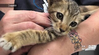 Kitten rescued by volunteer group from Valley attic