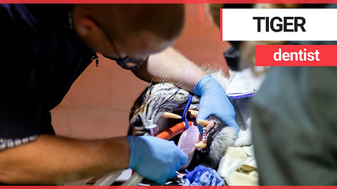 Brave dentist performs root canal on sleeping TIGER