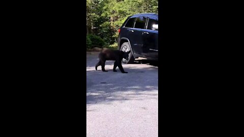 Bear visit