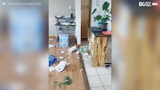 Cão apanhado em flagrante depois de espalhar lixo pela casa