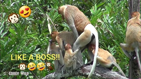 Gay Animals Funny Monkeys Business! Try not to Laugh! 7 #monkey #funnyanimals #funnymonkeys #wild