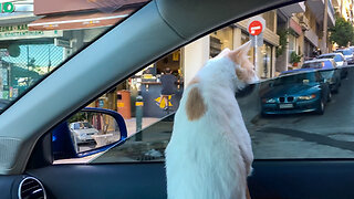 Chapy Cat Enjoying A Car Ride