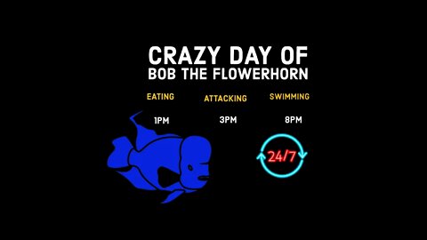 Bob The Flowerhorn | YourFishGuide.com