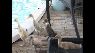 Ducklings preening after a great swim