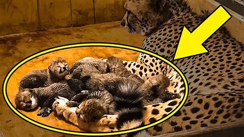 When This Cheetah Gave Birth To Cubs, Her Adorable Litter Broke Records In The Animal Kingdom
