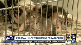 Don't kit-nap kittens, Arizona Humane Society says