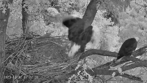 Hays Eagles Mom to baby gate, mating gestures with V, V up to the attic/off! 10-12-23 7:22am