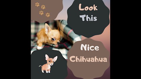 Look this nice chihuahua