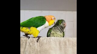 Funny birds taking a shower