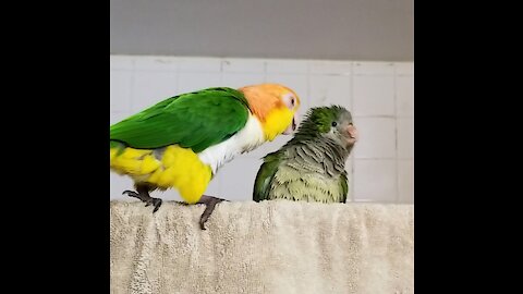 Funny birds taking a shower