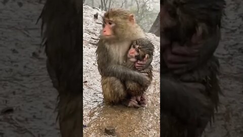 Monkey funny video || cute 🐵 monkey #longvidio #short #amazing #globalAmazing #monkeyfunnyvideo