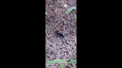 Blue Mud Dauber Collecting Nesting Materials