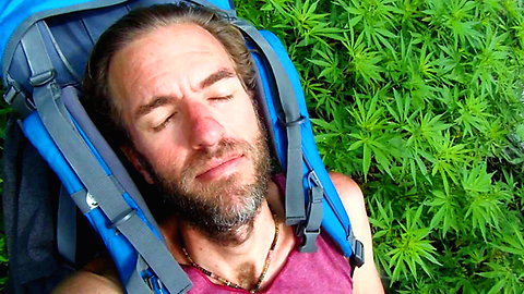 Hiker Finds Wild Marijuana Patch