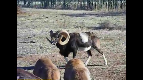 Pure Mouflon Ram "MegaMax"40"5years old Mouflon
