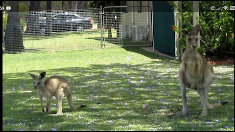 2 kangaroos near the house!