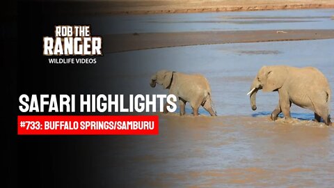 Safari Highlights #733: 12 & 13 October 2022 | Samburu/Zebra Plains | Latest Wildlife Sightings