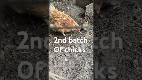 How Mama Hen Teaches Chicks