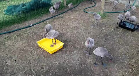 SOUTH AFRICA - Durban - The progress of the rescued flamingo chicks (Video) (bHm)