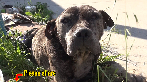 Abandoned Pit Bull gets left to die under a bridge - here's his story