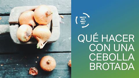 Sin desperdicios: qué hacer con una cebolla brotada