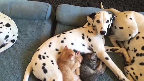 Dalmatians Nap With Litter Of Foster Kittens