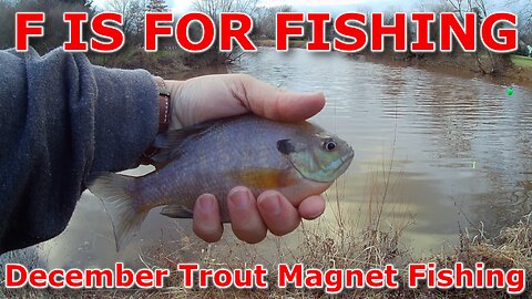 December Trout Magnet Fishing