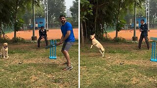 Skillful Labrador Is Really Good At Playing Cricket