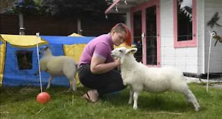 Family welcome sheep into home as if they were pet dogs