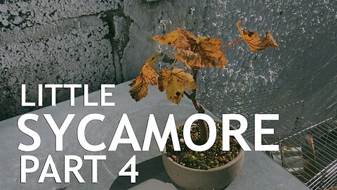 The Little Sycamore Seedling Part 4